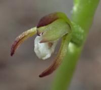 Korálice trojklaná