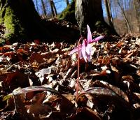 Erythronium dens-canis (Kandík psí zub)