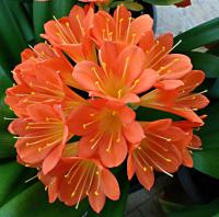 Řemenatka červená