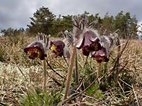 Koniklec luční český
