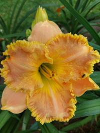 Hemerocallis (Denivka 'Phyllis Mitchell')