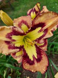 Hemerocallis (Denivka 'Retro Afternoon')