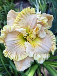 Hemerocallis (Denivka 'Wonder of it All')