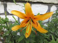 Lilium (Lilie - semenáč)