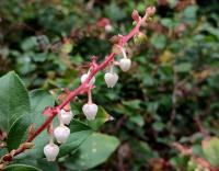 Gaultheria shallon (Libavka shalon)