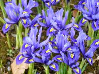 Iris reticulata (Kosatec síťkovaný)